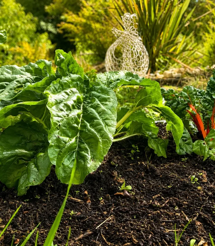 Conception de jardins pour les particuliers