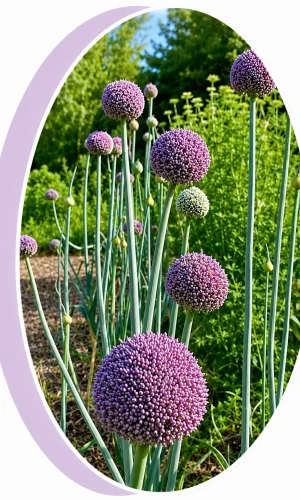 semences paysannes de légumes bio